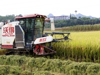 In Laibin, China, on October 21, 2024, a farmer harvests late rice in Xilong village, Chengguan town, Xincheng county, Laibin city, South Ch...