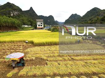 A villager harvests late rice in Banhe village, Chengguan town, Xincheng county, Laibin city, South China's Guangxi Zhuang Autonomous region...