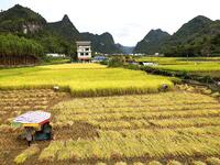 A villager harvests late rice in Banhe village, Chengguan town, Xincheng county, Laibin city, South China's Guangxi Zhuang Autonomous region...