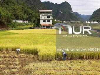 A villager harvests late rice in Banhe village, Chengguan town, Xincheng county, Laibin city, South China's Guangxi Zhuang Autonomous region...