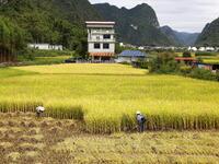 A villager harvests late rice in Banhe village, Chengguan town, Xincheng county, Laibin city, South China's Guangxi Zhuang Autonomous region...