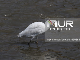 An egret preys on leftover food in sewage that flows through the Bagmati River in Kathmandu, Nepal, on October 21, 2024. (