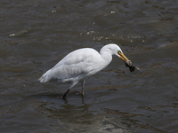 An egret preys on leftover food in sewage that flows through the Bagmati River in Kathmandu, Nepal, on October 21, 2024. (