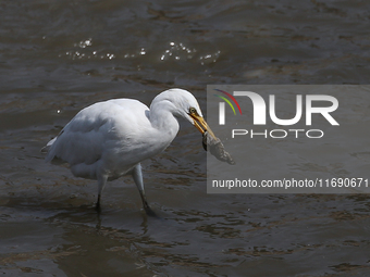 An egret preys on leftover food in sewage that flows through the Bagmati River in Kathmandu, Nepal, on October 21, 2024. (