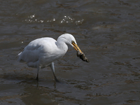 An egret preys on leftover food in sewage that flows through the Bagmati River in Kathmandu, Nepal, on October 21, 2024. (