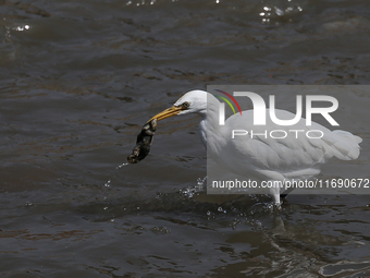 An egret preys on leftover food in sewage that flows through the Bagmati River in Kathmandu, Nepal, on October 21, 2024. (