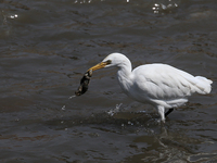 An egret preys on leftover food in sewage that flows through the Bagmati River in Kathmandu, Nepal, on October 21, 2024. (