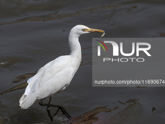 An egret preys on leftover food in sewage that flows through the Bagmati River in Kathmandu, Nepal, on October 21, 2024. (