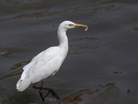 An egret preys on leftover food in sewage that flows through the Bagmati River in Kathmandu, Nepal, on October 21, 2024. (