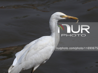 An egret preys on leftover food in sewage that flows through the Bagmati River in Kathmandu, Nepal, on October 21, 2024. (