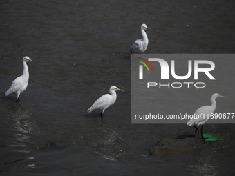 Egrets search for leftover food in the dumped sewage that flows through the Bagmati River in Kathmandu, Nepal, on October 21, 2024. (