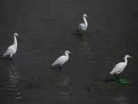 Egrets search for leftover food in the dumped sewage that flows through the Bagmati River in Kathmandu, Nepal, on October 21, 2024. (