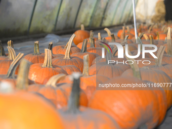 Pumpkins are on sale during a pumpkin festival in Warsaw, Poland, on October 20, 2024. (