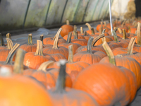 Pumpkins are on sale during a pumpkin festival in Warsaw, Poland, on October 20, 2024. (