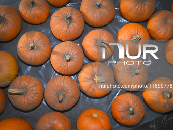 Pumpkins on sale during a pumpkin festival in Warsaw, Poland on Oct. 20, 2024. (