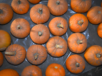 Pumpkins on sale during a pumpkin festival in Warsaw, Poland on Oct. 20, 2024. (