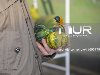 A man holds pumpkins during a pumpkin festival in Warsaw, Poland, on October 20, 2024. (