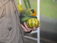 A man holds pumpkins during a pumpkin festival in Warsaw, Poland, on October 20, 2024. (