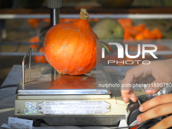 Pumpkins are on sale during a pumpkin festival in Warsaw, Poland, on October 20, 2024. (