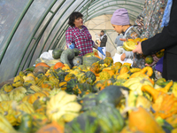 Visitors examine varieties of pumpkins during a pumpkin festival in Warsaw, Poland, on October 20, 2024. (