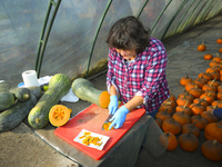 A vendor cut a Long of Naples squash during a pumpkin festival in Warsaw, Poland on Oct. 20, 2024.  (