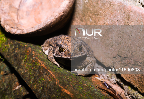 An Asian Toad (Duttaphrynus melanostictus), also known as the Asian Black-spined Toad or Asian Common Toad, is seen hiding behind a round cl...