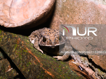 An Asian Toad (Duttaphrynus melanostictus), also known as the Asian Black-spined Toad or Asian Common Toad, is seen hiding behind a round cl...