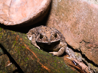 An Asian Toad (Duttaphrynus melanostictus), also known as the Asian Black-spined Toad or Asian Common Toad, is seen hiding behind a round cl...