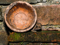 An Asian Toad (Duttaphrynus melanostictus), also known as the Asian Black-spined Toad or Asian Common Toad, is seen hiding behind a round cl...