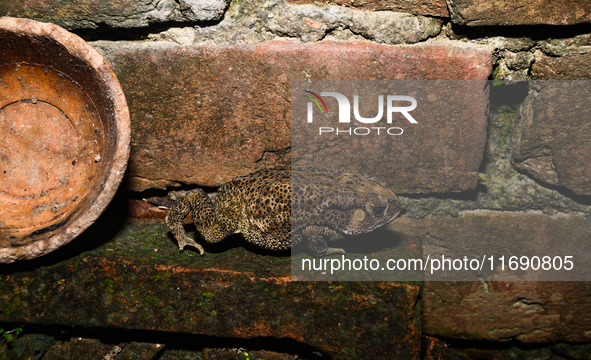 An Asian Toad (Duttaphrynus melanostictus), also known as the Asian Black-spined Toad or Asian Common Toad, is seen hiding behind a round cl...