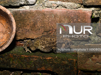 An Asian Toad (Duttaphrynus melanostictus), also known as the Asian Black-spined Toad or Asian Common Toad, is seen hiding behind a round cl...