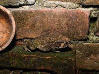 An Asian Toad (Duttaphrynus melanostictus), also known as the Asian Black-spined Toad or Asian Common Toad, is seen hiding behind a round cl...