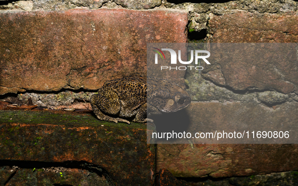 An Asian Toad (Duttaphrynus melanostictus), also known as the Asian Black-spined Toad or Asian Common Toad, is seen hiding behind a round cl...