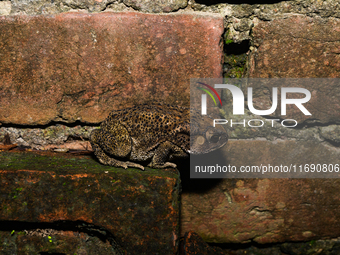 An Asian Toad (Duttaphrynus melanostictus), also known as the Asian Black-spined Toad or Asian Common Toad, is seen hiding behind a round cl...