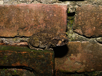 An Asian Toad (Duttaphrynus melanostictus), also known as the Asian Black-spined Toad or Asian Common Toad, is seen hiding behind a round cl...