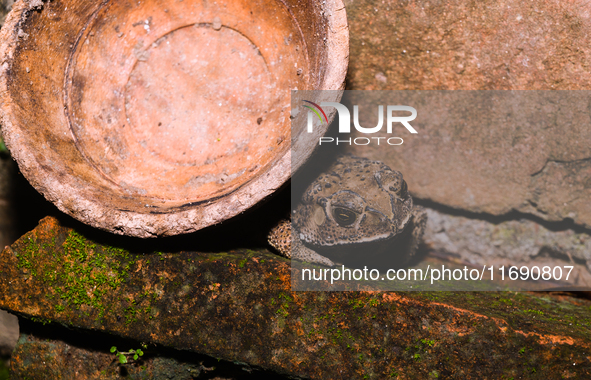 An Asian Toad (Duttaphrynus melanostictus), also known as the Asian Black-spined Toad or Asian Common Toad, is seen hiding behind a round cl...