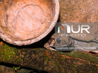 An Asian Toad (Duttaphrynus melanostictus), also known as the Asian Black-spined Toad or Asian Common Toad, is seen hiding behind a round cl...