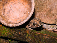 An Asian Toad (Duttaphrynus melanostictus), also known as the Asian Black-spined Toad or Asian Common Toad, is seen hiding behind a round cl...