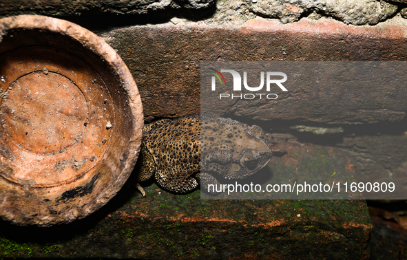 An Asian Toad (Duttaphrynus melanostictus), also known as the Asian Black-spined Toad or Asian Common Toad, is seen hiding behind a round cl...