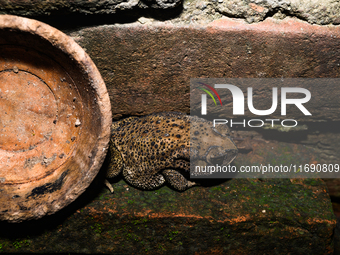 An Asian Toad (Duttaphrynus melanostictus), also known as the Asian Black-spined Toad or Asian Common Toad, is seen hiding behind a round cl...