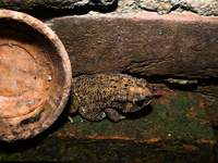 An Asian Toad (Duttaphrynus melanostictus), also known as the Asian Black-spined Toad or Asian Common Toad, is seen hiding behind a round cl...