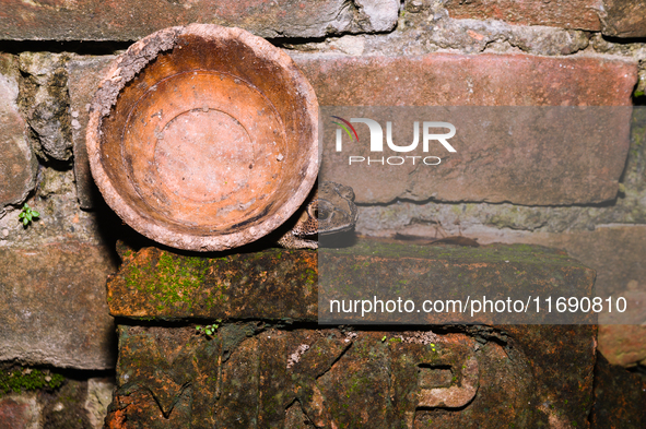 An Asian Toad (Duttaphrynus melanostictus), also known as the Asian Black-spined Toad or Asian Common Toad, is seen hiding behind a round cl...