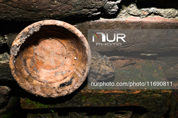 An Asian Toad (Duttaphrynus melanostictus), also known as the Asian Black-spined Toad or Asian Common Toad, is seen hiding behind a round cl...