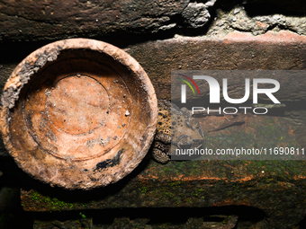 An Asian Toad (Duttaphrynus melanostictus), also known as the Asian Black-spined Toad or Asian Common Toad, is seen hiding behind a round cl...