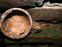 An Asian Toad (Duttaphrynus melanostictus), also known as the Asian Black-spined Toad or Asian Common Toad, is seen hiding behind a round cl...