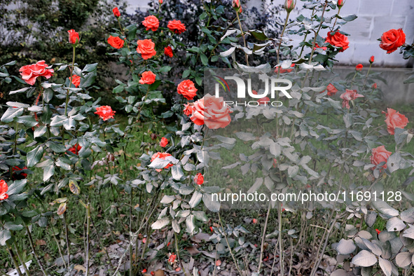 Dust covers roses near a building damaged by the October 18 Russian missile strike in Odesa, Ukraine, on October 19, 2024. NO USE RUSSIA. NO...