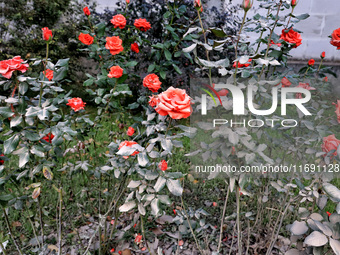 Dust covers roses near a building damaged by the October 18 Russian missile strike in Odesa, Ukraine, on October 19, 2024. NO USE RUSSIA. NO...