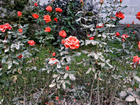 Dust covers roses near a building damaged by the October 18 Russian missile strike in Odesa, Ukraine, on October 19, 2024. NO USE RUSSIA. NO...