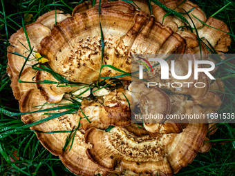 Mushrooms in forests and national parks across the Netherlands. There are around 5,250 species of mushrooms in the Netherlands on October 13...