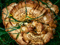 Mushrooms in forests and national parks across the Netherlands. There are around 5,250 species of mushrooms in the Netherlands on October 13...